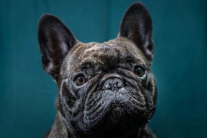 Crufts 2017 - Portraits Of Man's Best Friend