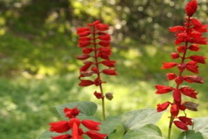 Tidy Red Flowers