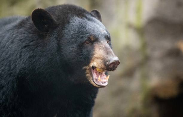 Officials Warn Residents Of Black Bears In These 5 Southeastern Mass Towns