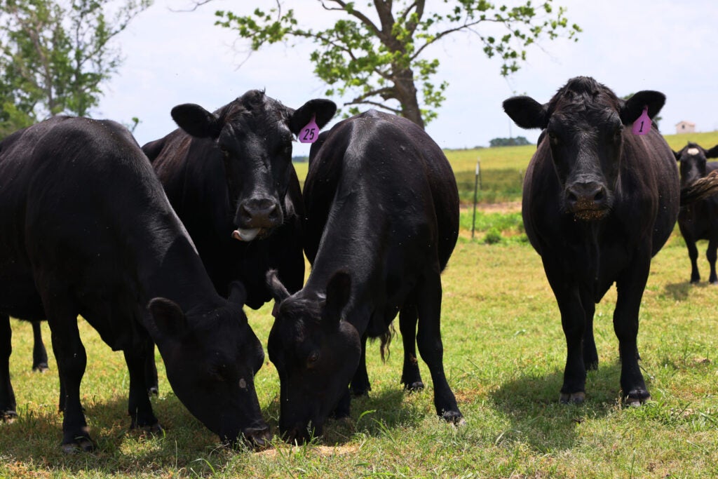 VIDEO: Cows Spotted in a McDonald's Drive-through Line in Wisconsin