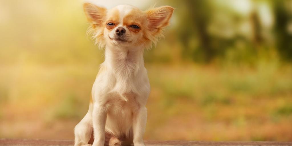 A Dog Named Toby Keith Breaks World Record