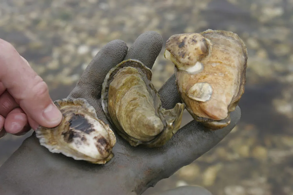 oyster variety