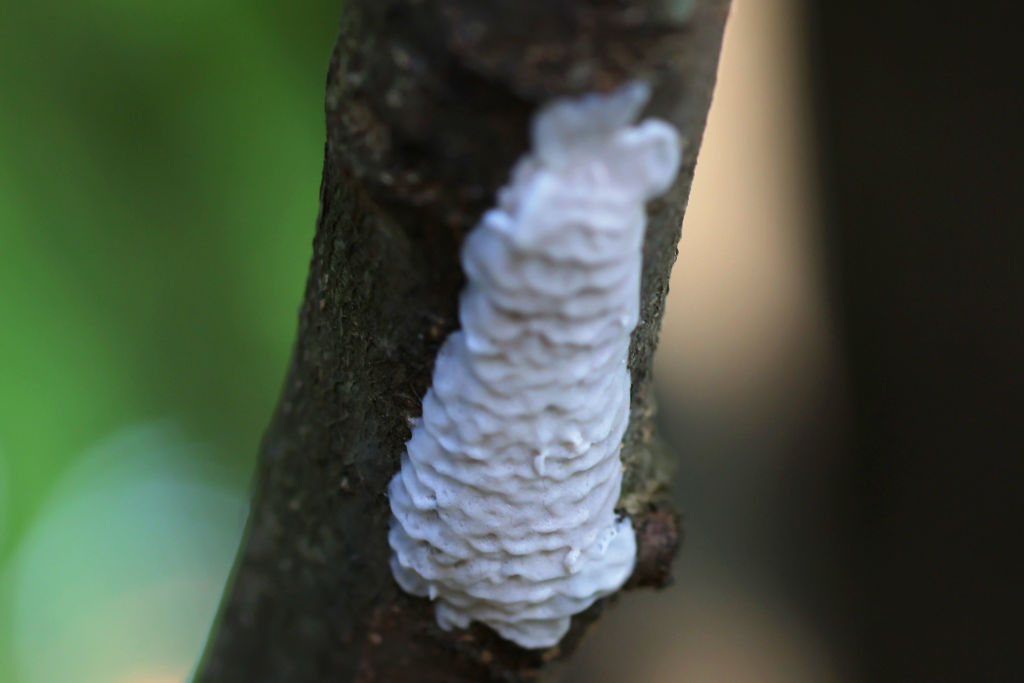 Spotted lanternfly 