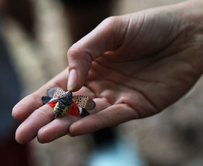 Invasive Species Spotted Lanternfly Permeates Across Northeast With Fears They Could Spread Further