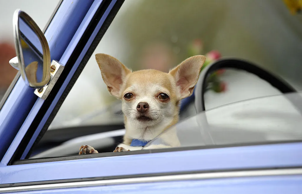 Chihuahua sitting in a blue car in the driver's seat looking out the window