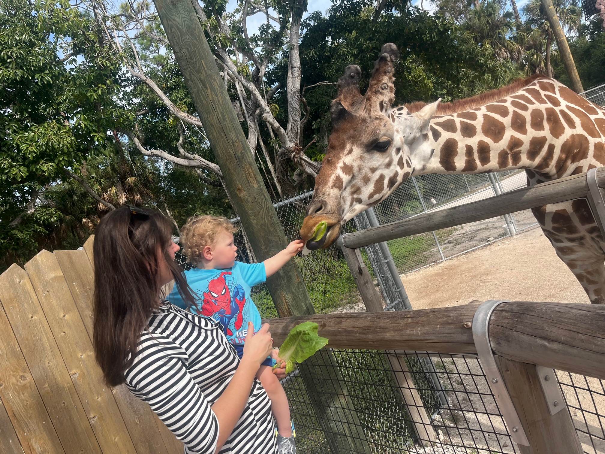 Ayla Brown and Barrett Bellamy feeding a giraffe 