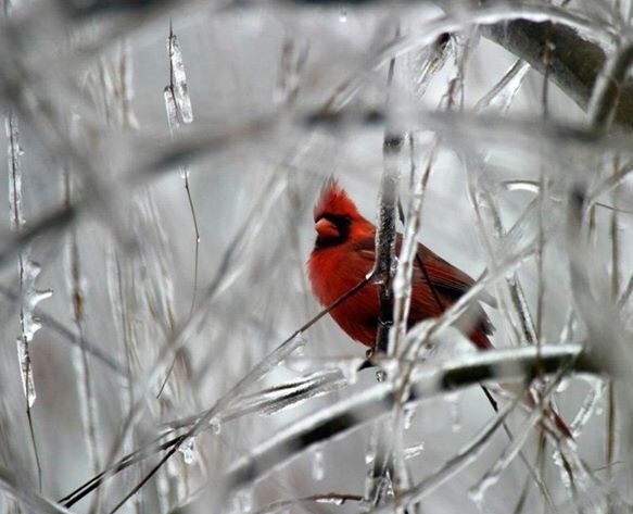 Cardinal in a frozen tree in winter